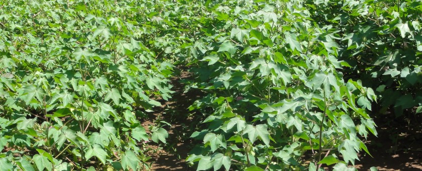 Shamba la pamba liliotunzwa vizuri